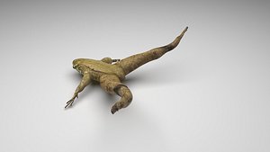 3D model Swimming Posed Frog