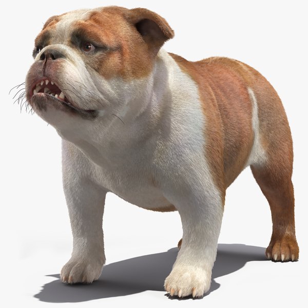 3D model Bulldog Fur