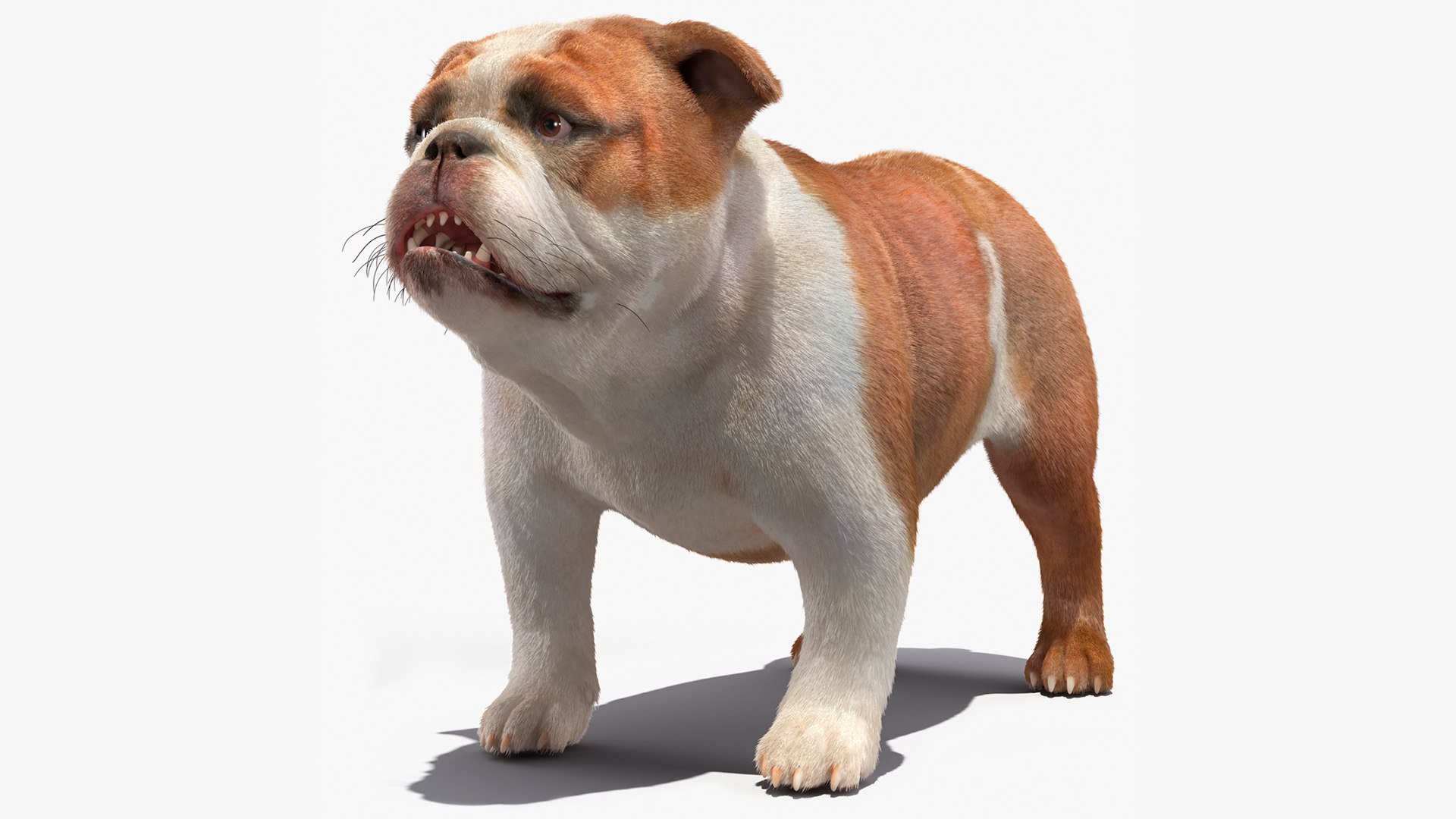 Bulldog Fur 3D model preview