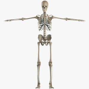Realistic Skeletal System