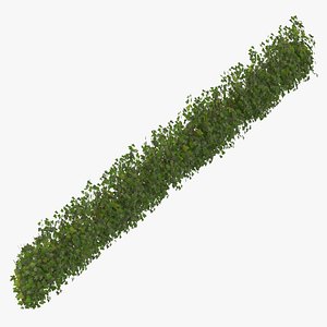 Ivy Patch 10x1.5m