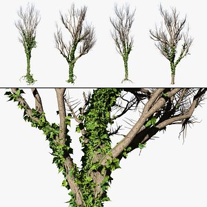 Winter Trees with Hanging Ivy 3D model