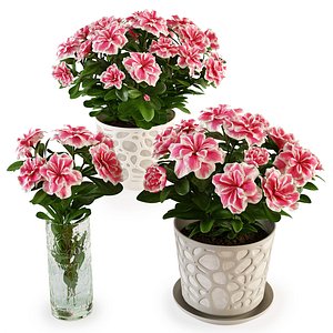 3D model azalea plant vase