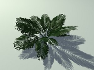3d fern palm tree model