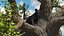 Black Panther Cub on Ancient Twisted Tree 3D model