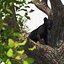 Black Panther Cub on Ancient Twisted Tree 3D model