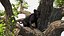 Black Panther Cub on Ancient Twisted Tree 3D model
