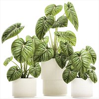 Beautiful Anthurium and Alocasia plants in flower pots 1348