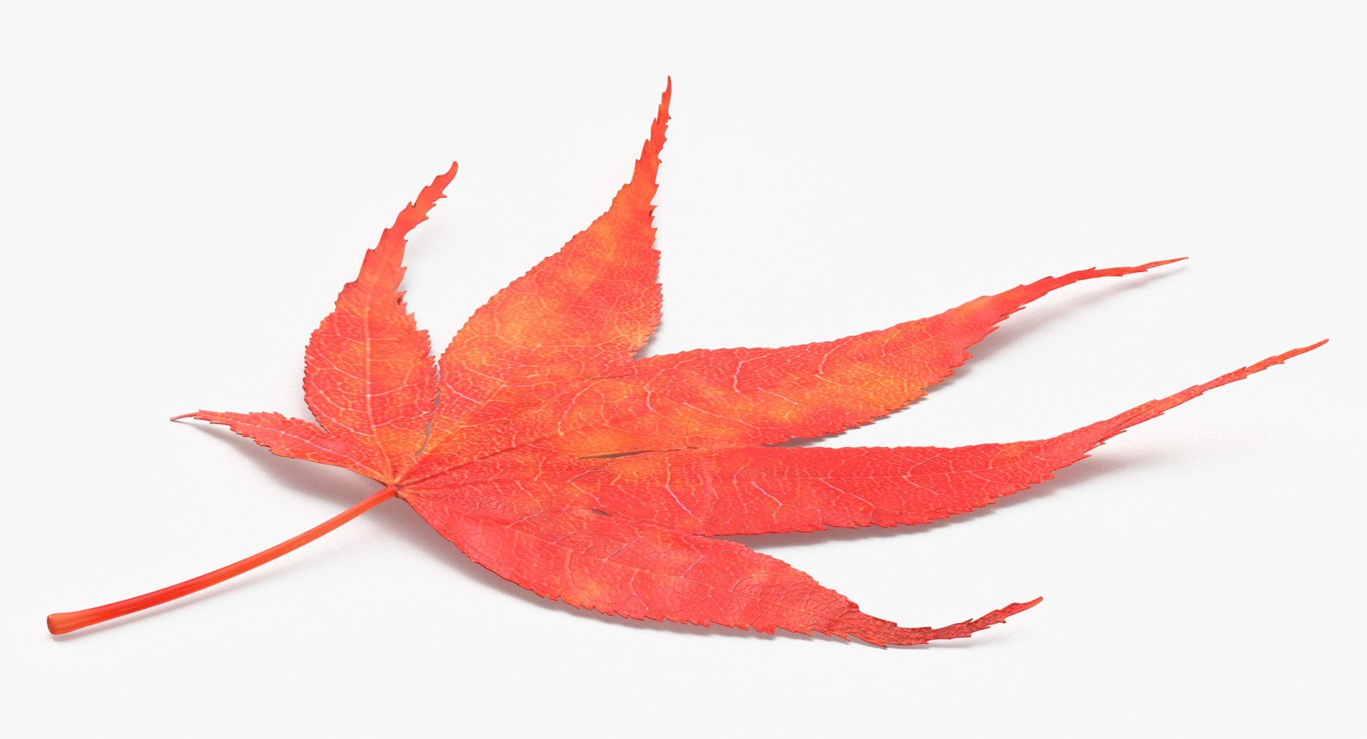3D Prop Autumn Leaves Type 08 model https://p.turbosquid.com/ts-thumb/N1/FsoYLh/Co/prop_autumn_leaves_type_08_thumbnail_0004/jpg/1699862395/1920x1080/fit_q87/0378c5f1b24c92b9544a4281b774e224c698fa5d/prop_autumn_leaves_type_08_thumbnail_0004.jpg
