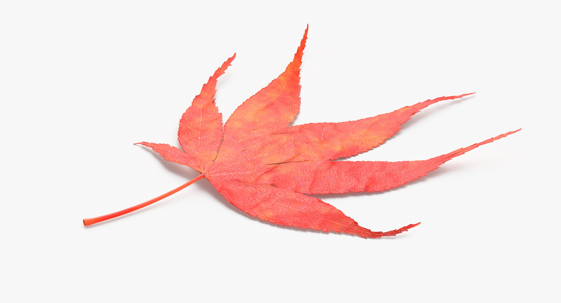 3D Prop Autumn Leaves Type 08 model https://p.turbosquid.com/ts-thumb/N1/FsoYLh/Jd/z0000/jpg/1699862310/1920x1080/turn_fit_q99/eb1ca2d67283aec176ef21b5566c7731f155ddd5/z0000-1.jpg