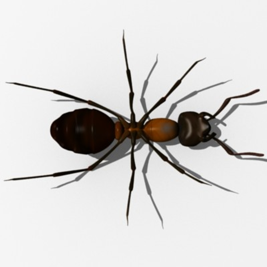 3d model formica rufa ant