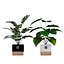 Recolha de plantas 1