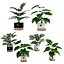 Recolha de plantas 1