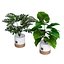 Recolha de plantas 1