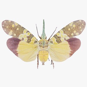 Pyrops Spinolae Cambodia Remastered