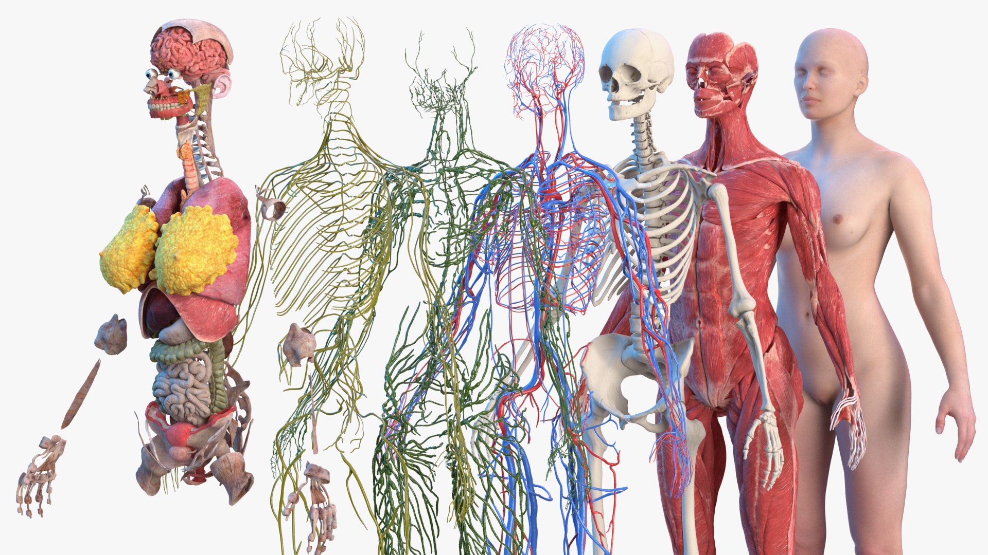 complete female body anatomy skin 3D model https://p.turbosquid.com/ts-thumb/N1/Ou5Ovc/0TY25AqL/completefemalebodyanatomy3dsmodel049/jpg/1598301091/1920x1080/fit_q87/51c6559020d981973db885b91fcf40eb20c098ab/completefemalebodyanatomy3dsmodel049.jpg