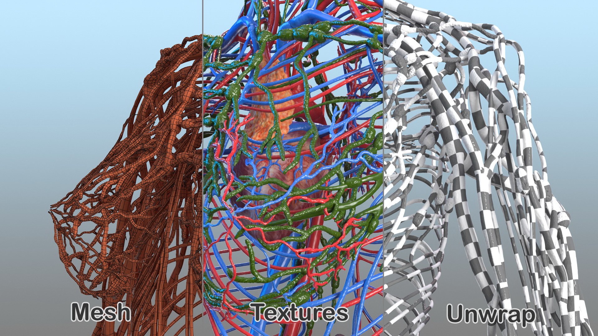 complete female body anatomy skin 3D model https://p.turbosquid.com/ts-thumb/N1/Ou5Ovc/4lwGTUuz/completefemalebodyanatomy3dsmodel053/jpg/1598301113/1920x1080/fit_q87/b00aa39962414255004766e3807662f85c2d2de3/completefemalebodyanatomy3dsmodel053.jpg