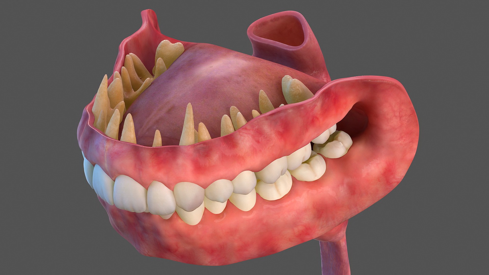 complete female body anatomy skin 3D model https://p.turbosquid.com/ts-thumb/N1/Ou5Ovc/5fU3A2TC/completefemalebodyanatomy3dsmodel035/jpg/1598300942/1920x1080/fit_q87/2c41992883624a831b44e1f9a6f117a470bc8add/completefemalebodyanatomy3dsmodel035.jpg