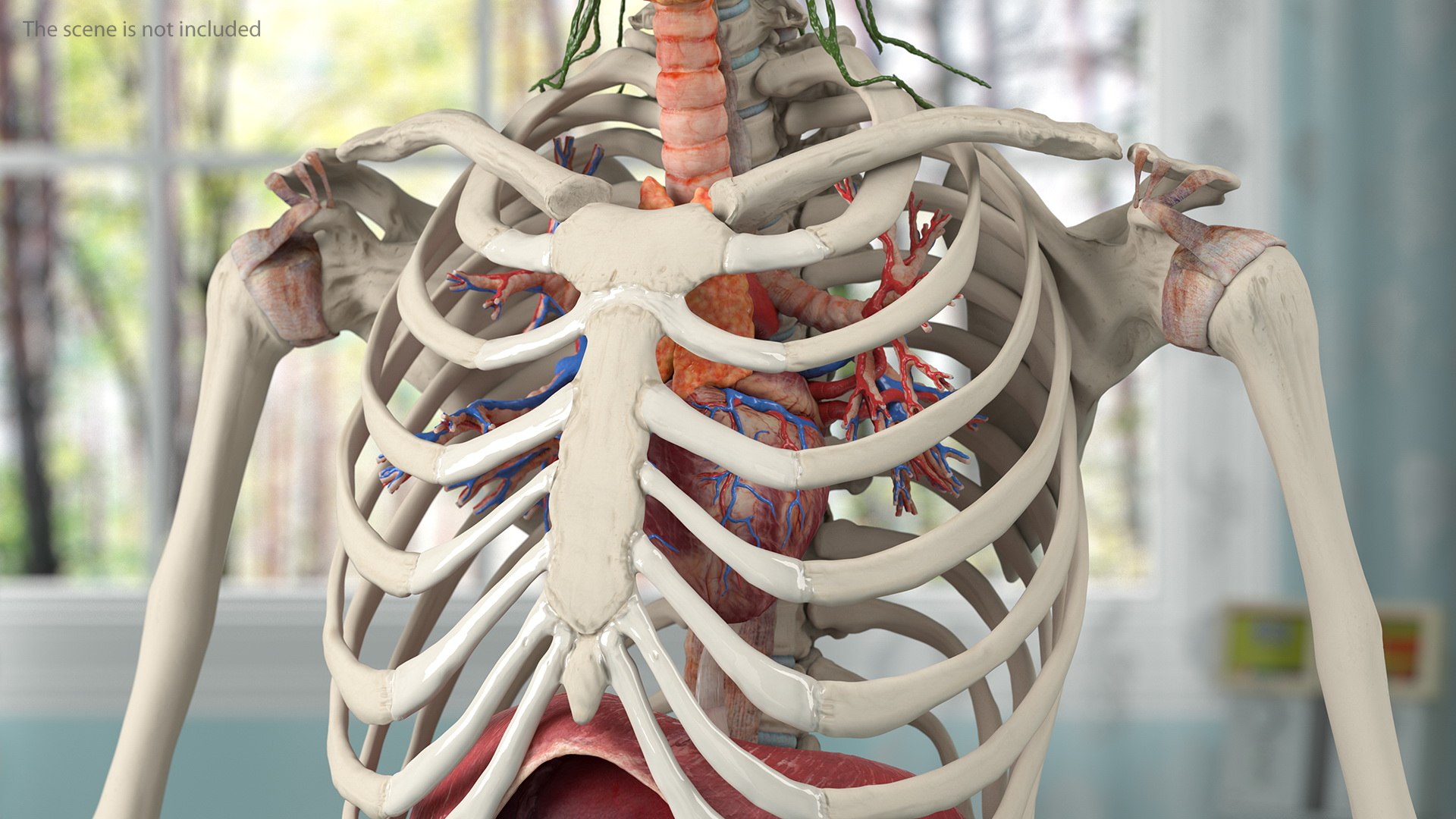 complete female body anatomy skin 3D model https://p.turbosquid.com/ts-thumb/N1/Ou5Ovc/6z64LDpe/completefemalebodyanatomy3dsmodel015/jpg/1598300735/1920x1080/fit_q87/b9a6a60a24112a25c008c916083cb4753d2ae389/completefemalebodyanatomy3dsmodel015.jpg