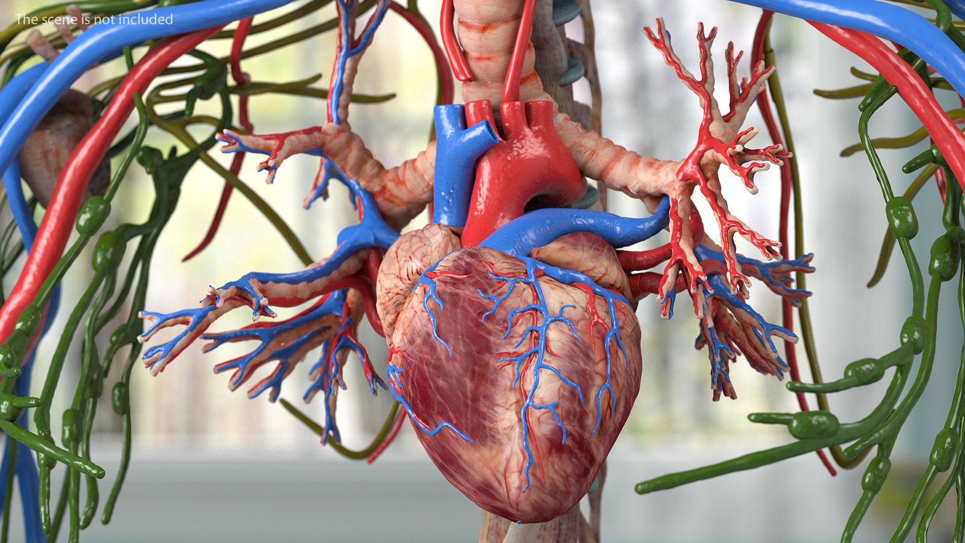 complete female body anatomy skin 3D model https://p.turbosquid.com/ts-thumb/N1/Ou5Ovc/8WXm0BUl/completefemalebodyanatomy3dsmodel016/jpg/1598300746/1920x1080/fit_q87/913e5fdfb124de6686b190bee6feea560c1e9c9f/completefemalebodyanatomy3dsmodel016.jpg