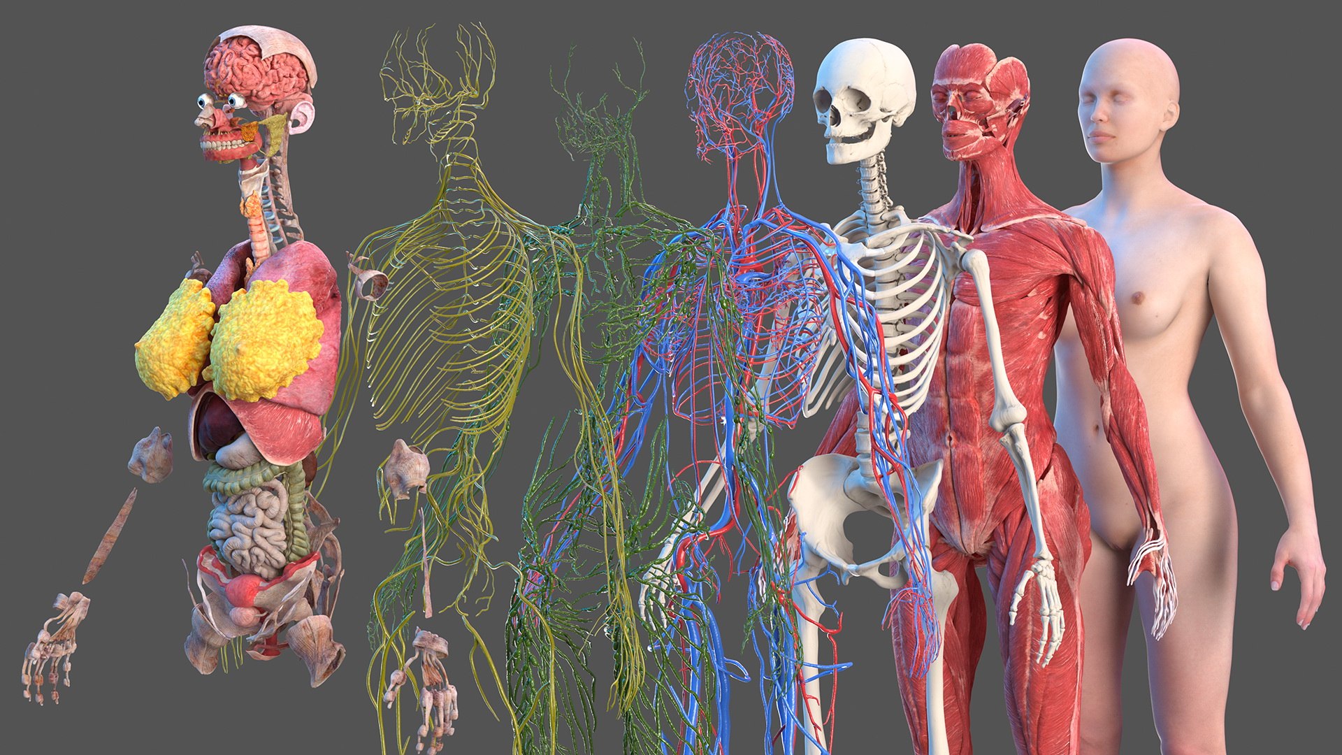 complete female body anatomy skin 3D model https://p.turbosquid.com/ts-thumb/N1/Ou5Ovc/A5iyTJTR/completefemalebodyanatomy3dsmodel004/jpg/1598300617/1920x1080/fit_q87/24d2157f6c76b6800af7d7415fe899fcf67ffd15/completefemalebodyanatomy3dsmodel004.jpg
