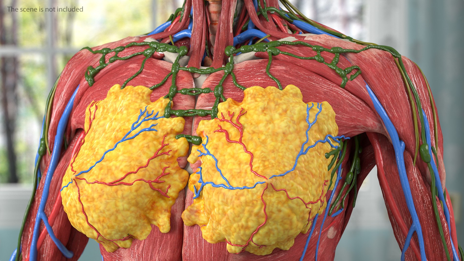complete female body anatomy skin 3D model https://p.turbosquid.com/ts-thumb/N1/Ou5Ovc/AWEqQVTZ/completefemalebodyanatomy3dsmodel011/jpg/1598300691/1920x1080/fit_q87/8c20ea468b59db844e60f7606953f8f66495ad5d/completefemalebodyanatomy3dsmodel011.jpg