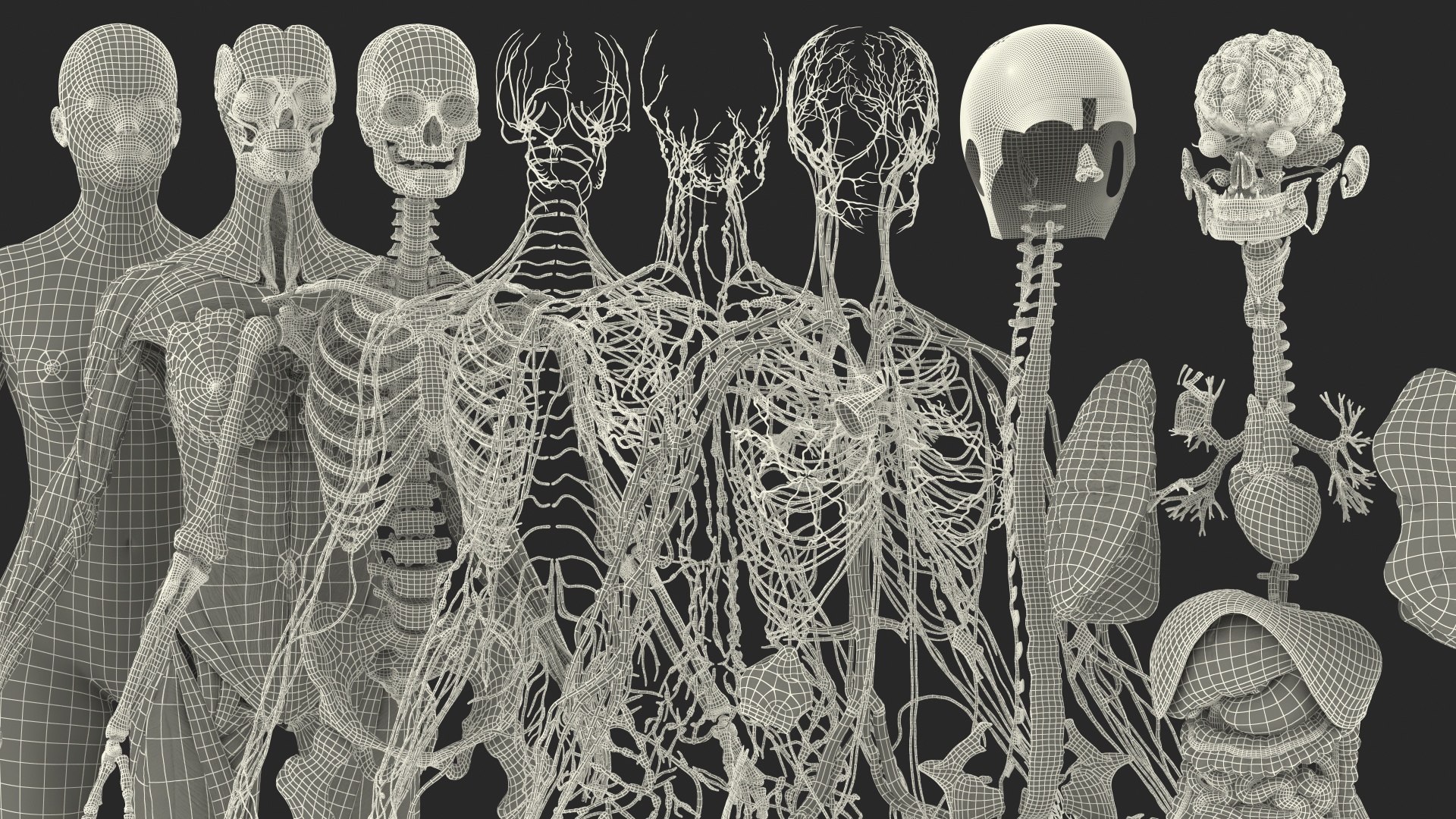 complete female body anatomy skin 3D model https://p.turbosquid.com/ts-thumb/N1/Ou5Ovc/BSwr27Xh/completefemalebodyanatomy3dsmodel069/jpg/1598301199/1920x1080/fit_q87/f1667544828acf18c0a0e0484eb00a0990012372/completefemalebodyanatomy3dsmodel069.jpg