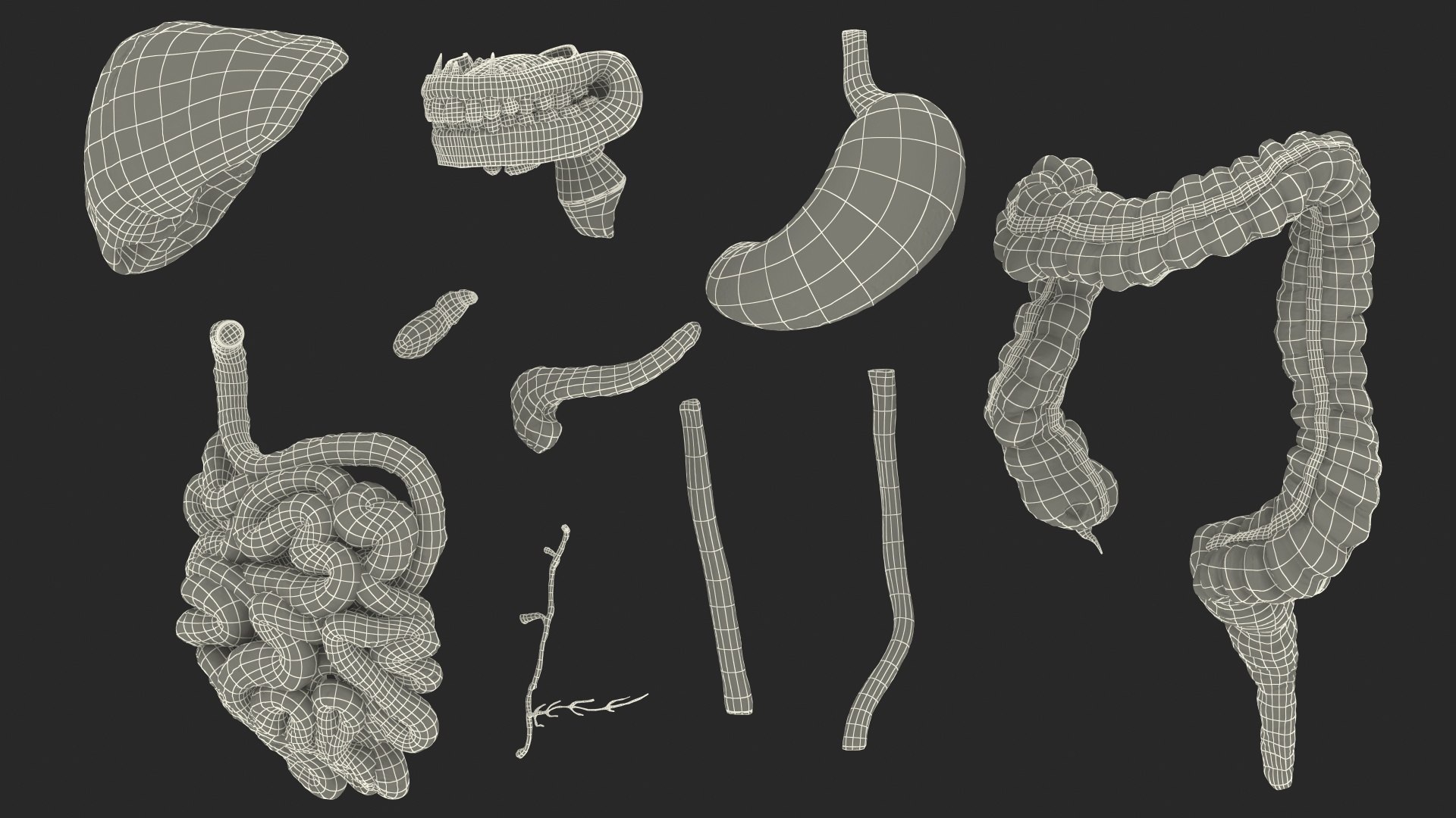 complete female body anatomy skin 3D model https://p.turbosquid.com/ts-thumb/N1/Ou5Ovc/Bg4WMozi/completefemalebodyanatomy3dsmodel085/jpg/1598301298/1920x1080/fit_q87/d7fc3f71b83d636665fb4706b7b5a469e7285514/completefemalebodyanatomy3dsmodel085.jpg