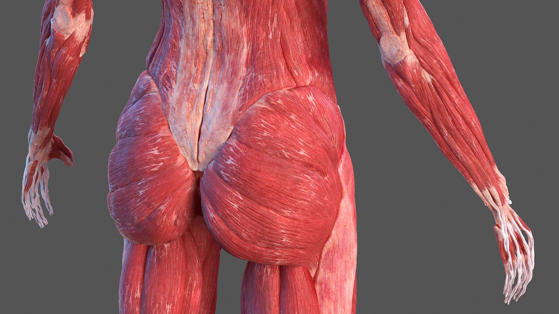 complete female body anatomy skin 3D model https://p.turbosquid.com/ts-thumb/N1/Ou5Ovc/CprAWeGB/completefemalebodyanatomy3dsmodel026/jpg/1598300848/1920x1080/fit_q87/b73ef34a57dfa4e72e061707f21638ac7acd595c/completefemalebodyanatomy3dsmodel026.jpg