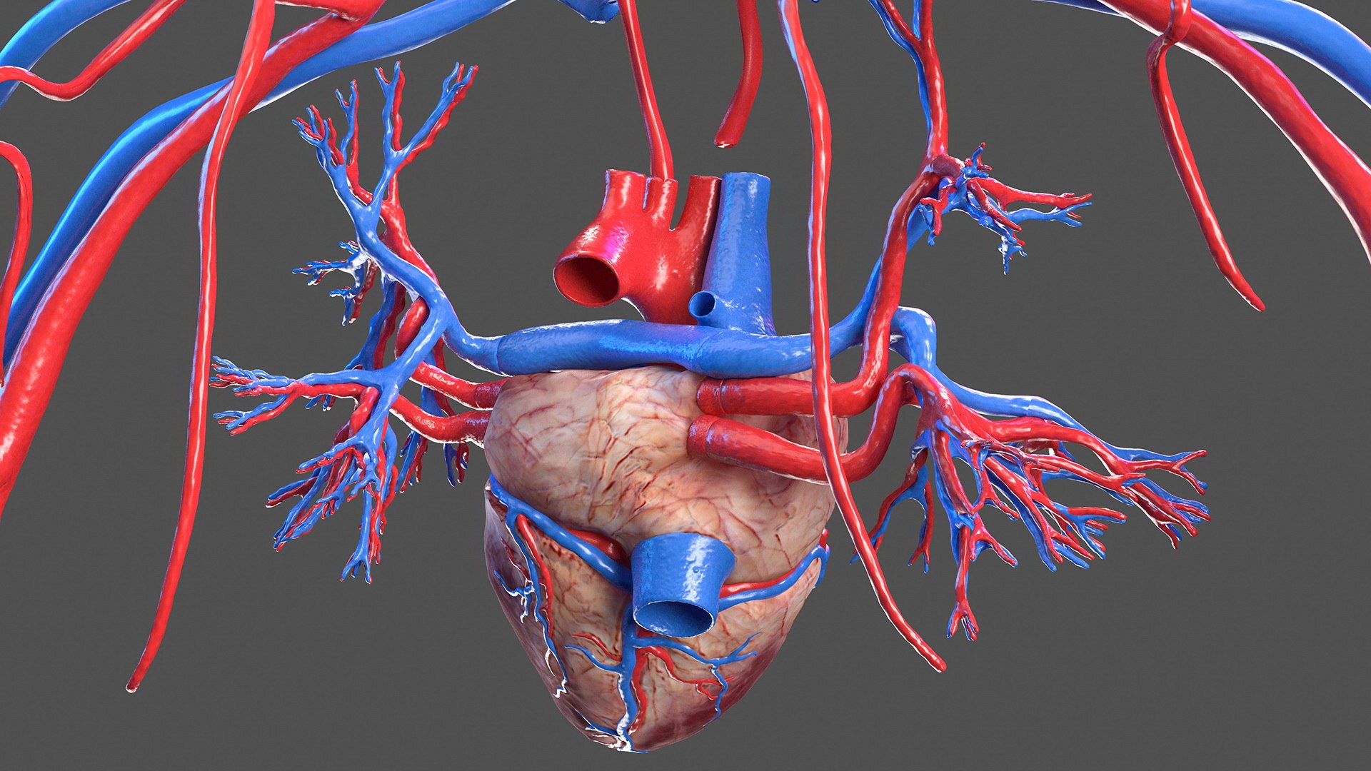 complete female body anatomy skin 3D model https://p.turbosquid.com/ts-thumb/N1/Ou5Ovc/F7Ul1MdR/completefemalebodyanatomy3dsmodel045/jpg/1598301044/1920x1080/fit_q87/244d5ca08bcee436aee1d8a54c6f083795006bd6/completefemalebodyanatomy3dsmodel045.jpg