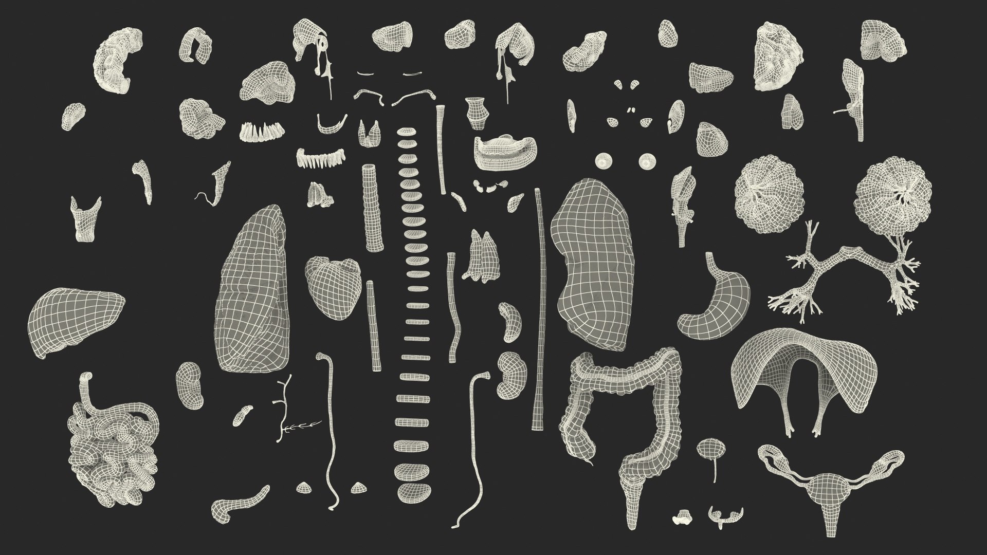 complete female body anatomy skin 3D model https://p.turbosquid.com/ts-thumb/N1/Ou5Ovc/GHAK65Vh/completefemalebodyanatomy3dsmodel083/jpg/1598301276/1920x1080/fit_q87/30d1e197acee580c4700c244f5bdd24b78366765/completefemalebodyanatomy3dsmodel083.jpg
