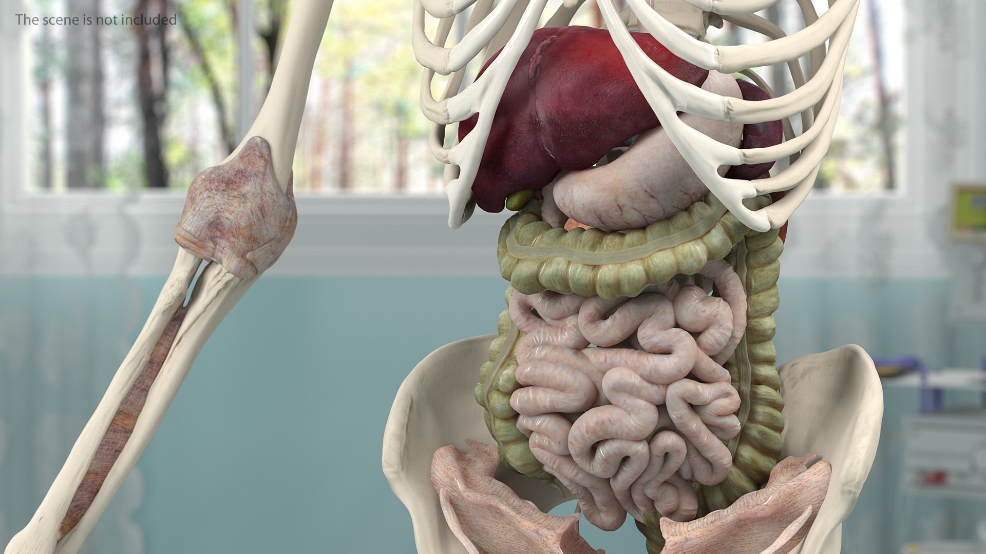 complete female body anatomy skin 3D model https://p.turbosquid.com/ts-thumb/N1/Ou5Ovc/Hp2k2sbs/completefemalebodyanatomy3dsmodel030/jpg/1598300889/1920x1080/fit_q87/d4a7aba73ecf28fe2603e923b94370033d91938e/completefemalebodyanatomy3dsmodel030.jpg