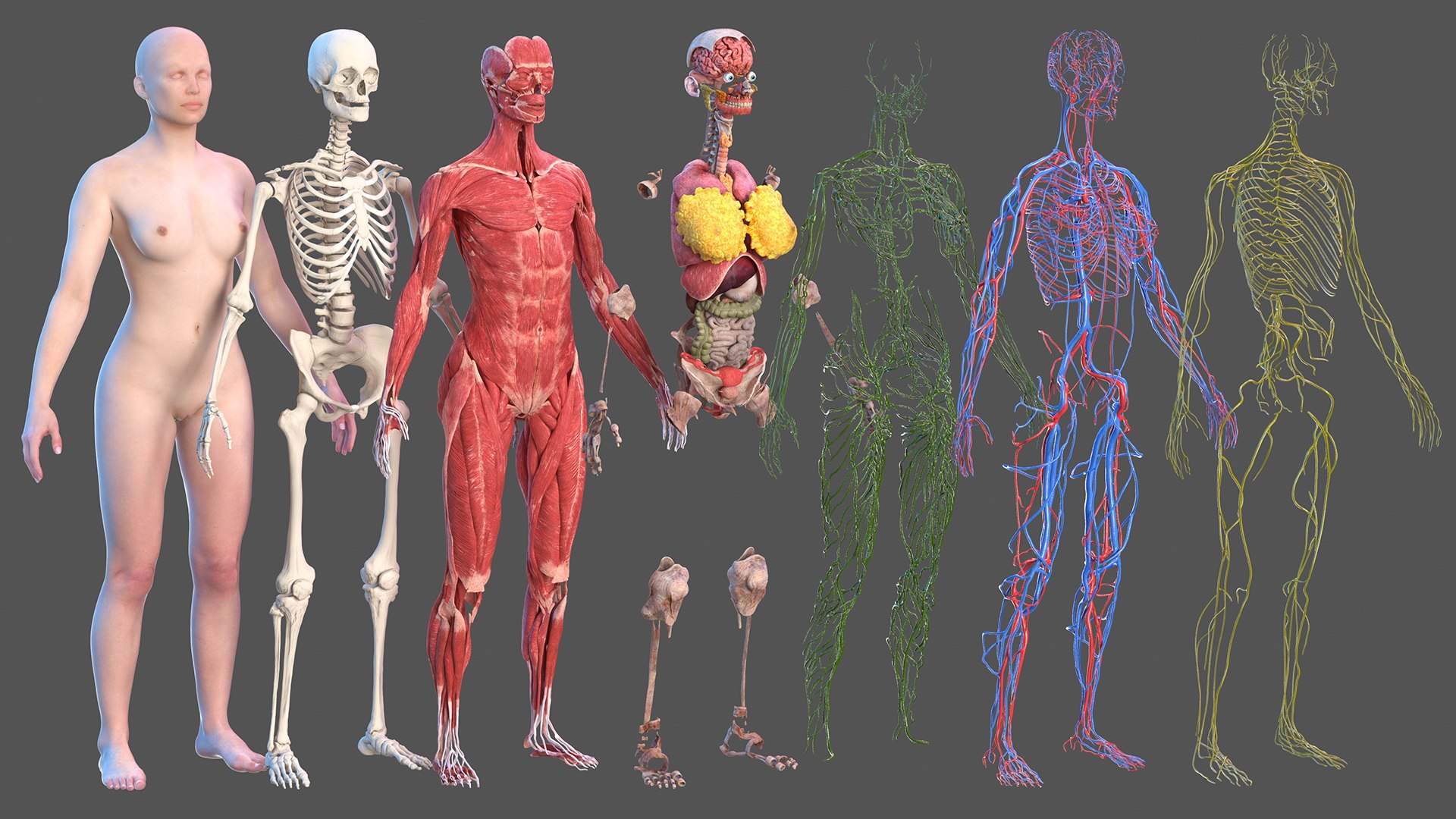 complete female body anatomy skin 3D model https://p.turbosquid.com/ts-thumb/N1/Ou5Ovc/LP0Uo0OA/completefemalebodyanatomy3dsmodel002/jpg/1598300597/1920x1080/fit_q87/70ca9c852d1f2395023b6c3f37a87ca0e87c286f/completefemalebodyanatomy3dsmodel002.jpg