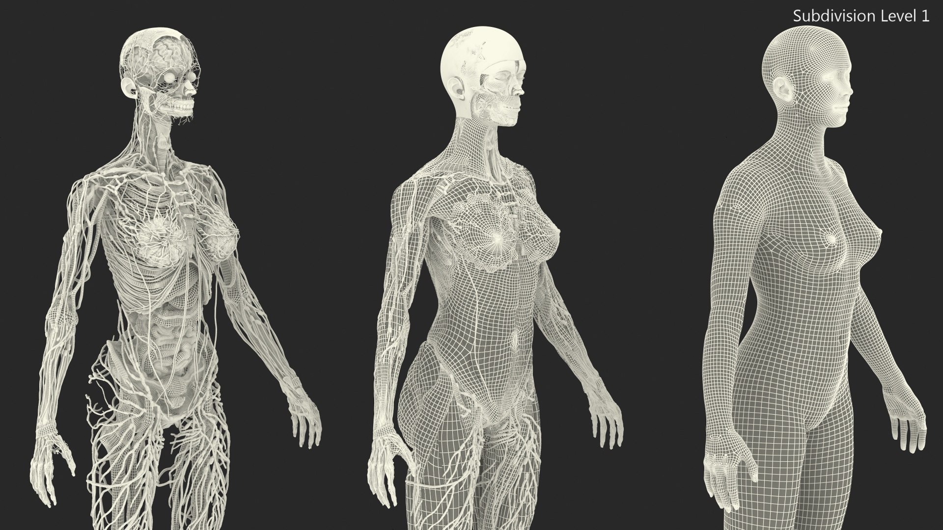 complete female body anatomy skin 3D model https://p.turbosquid.com/ts-thumb/N1/Ou5Ovc/MpfAioc3/completefemalebodyanatomy3dsmodel059/jpg/1598301145/1920x1080/fit_q87/eedd5fa0ad98bfbde6d720f730671a7d2933fd6a/completefemalebodyanatomy3dsmodel059.jpg