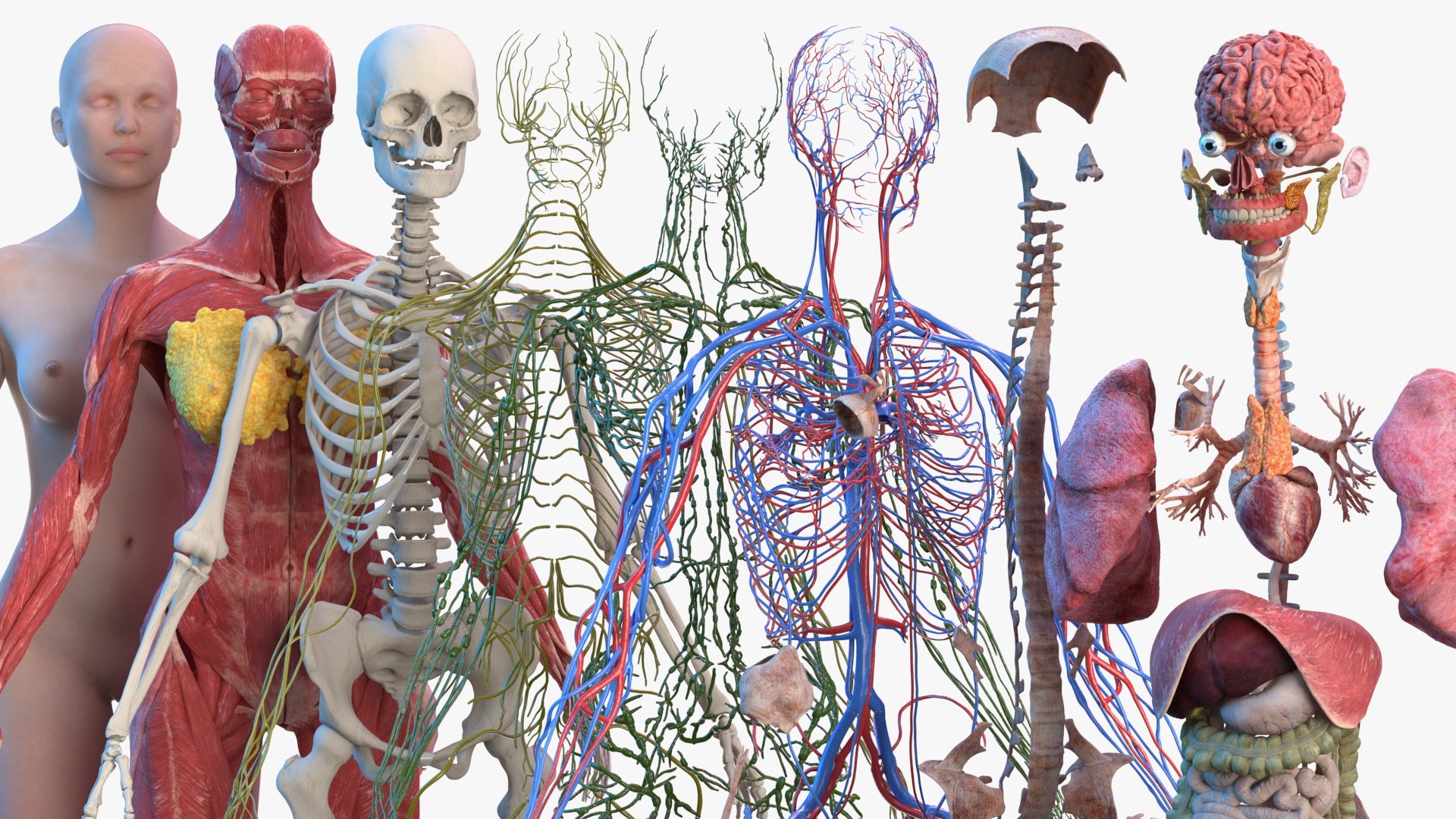 complete female body anatomy skin 3D model https://p.turbosquid.com/ts-thumb/N1/Ou5Ovc/Nti60mLX/completefemalebodyanatomy3dsmodel051/jpg/1598301102/1920x1080/fit_q87/d87549e29500fcfebb25d805fc47b37416ace0e7/completefemalebodyanatomy3dsmodel051.jpg