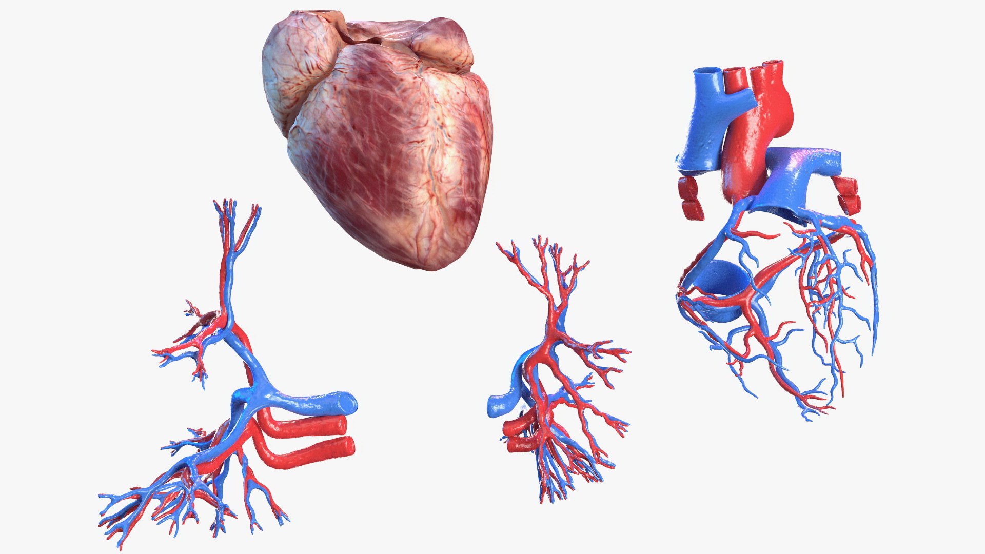 complete female body anatomy skin 3D model https://p.turbosquid.com/ts-thumb/N1/Ou5Ovc/PBW54KLD/completefemalebodyanatomy3dsmodel046/jpg/1598301058/1920x1080/fit_q87/b6bd47e711c0f3169166a4deaa9b648f0648e203/completefemalebodyanatomy3dsmodel046.jpg