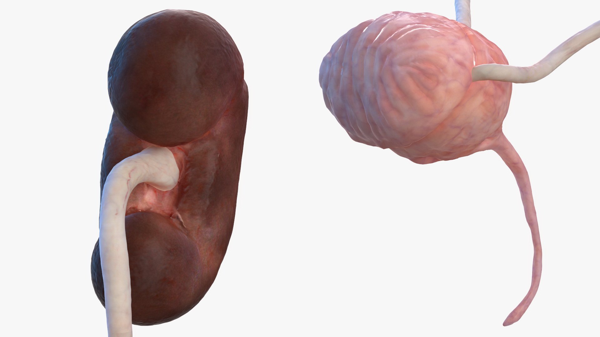 complete female body anatomy skin 3D model https://p.turbosquid.com/ts-thumb/N1/Ou5Ovc/RGrOFnjM/completefemalebodyanatomy3dsmodel029/jpg/1598300879/1920x1080/fit_q87/658cf03d5a837bf3d35074a94704f6a562aba387/completefemalebodyanatomy3dsmodel029.jpg