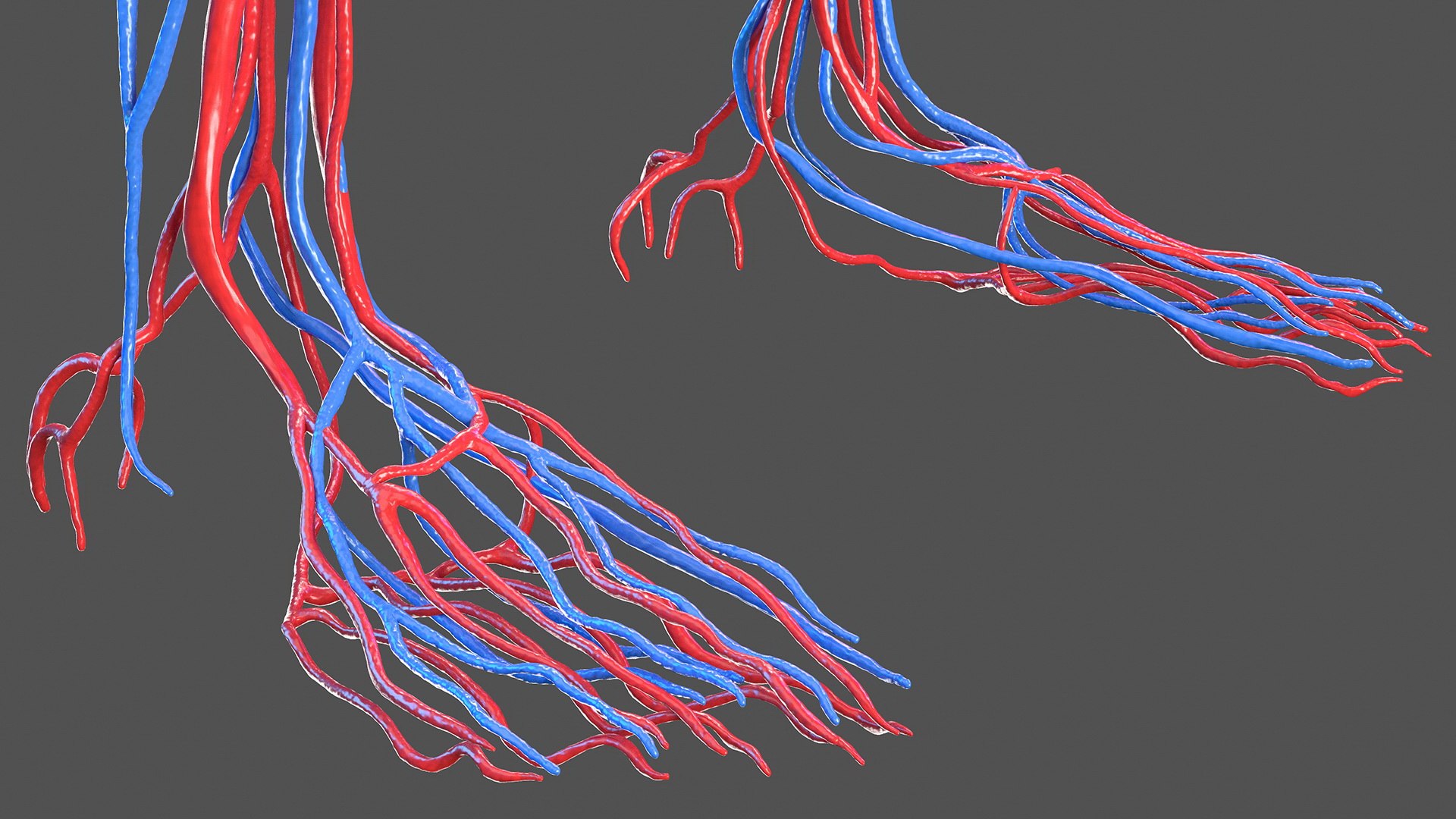 complete female body anatomy skin 3D model https://p.turbosquid.com/ts-thumb/N1/Ou5Ovc/Vu9bcMyp/completefemalebodyanatomy3dsmodel044/jpg/1598301034/1920x1080/fit_q87/409372a97039f616ef80bdf7bbdd820b6b7f66aa/completefemalebodyanatomy3dsmodel044.jpg
