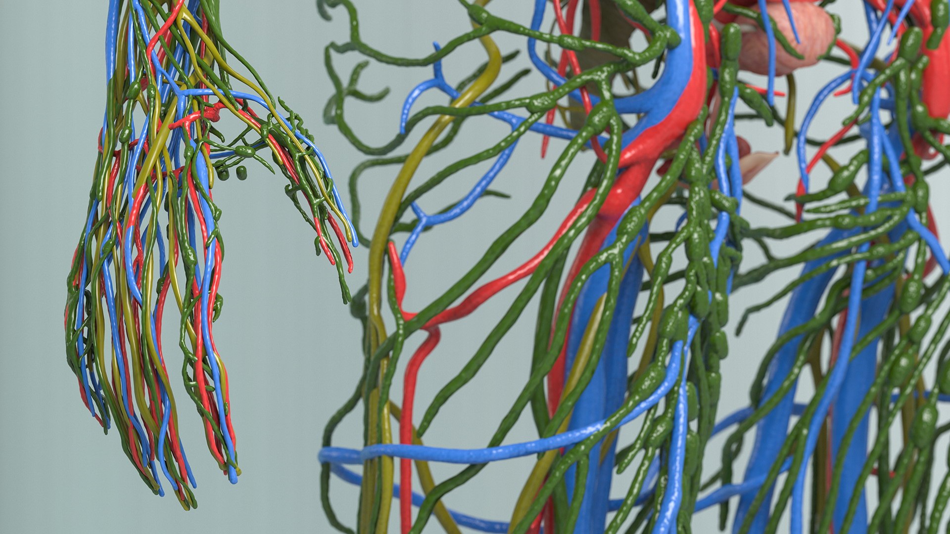 complete female body anatomy skin 3D model https://p.turbosquid.com/ts-thumb/N1/Ou5Ovc/WiHNCGIn/completefemalebodyanatomy3dsmodel037/jpg/1598300963/1920x1080/fit_q87/c9a3506421d8767c1c94ce60a1075909b92e773a/completefemalebodyanatomy3dsmodel037.jpg