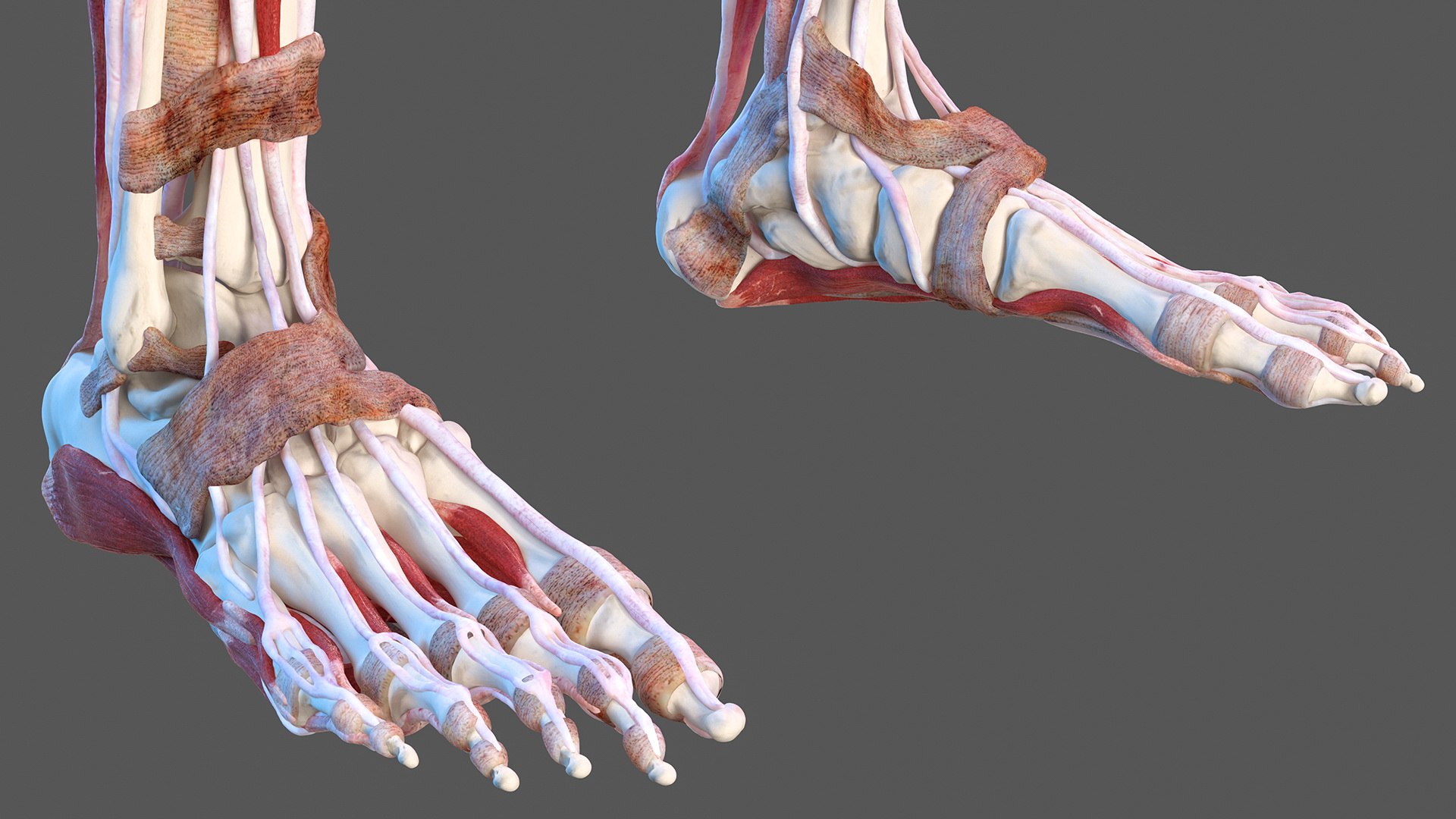 complete female body anatomy skin 3D model https://p.turbosquid.com/ts-thumb/N1/Ou5Ovc/Zh43Ck1V/completefemalebodyanatomy3dsmodel043/jpg/1598301024/1920x1080/fit_q87/d944c9009289b7f8d7edbb1d094ef9834fb0b002/completefemalebodyanatomy3dsmodel043.jpg