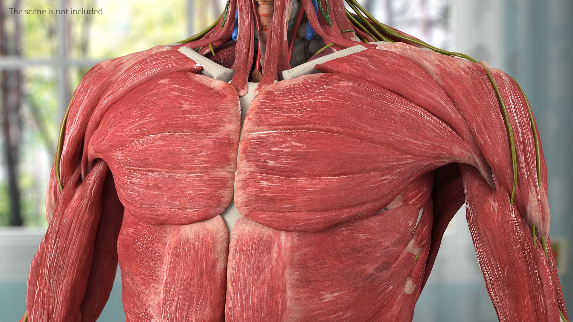complete female body anatomy skin 3D model https://p.turbosquid.com/ts-thumb/N1/Ou5Ovc/bchjyvxB/completefemalebodyanatomy3dsmodel012/jpg/1598300704/1920x1080/fit_q87/84197388e9c178fa6fc8e2b1eb413b3eb91c45b0/completefemalebodyanatomy3dsmodel012.jpg