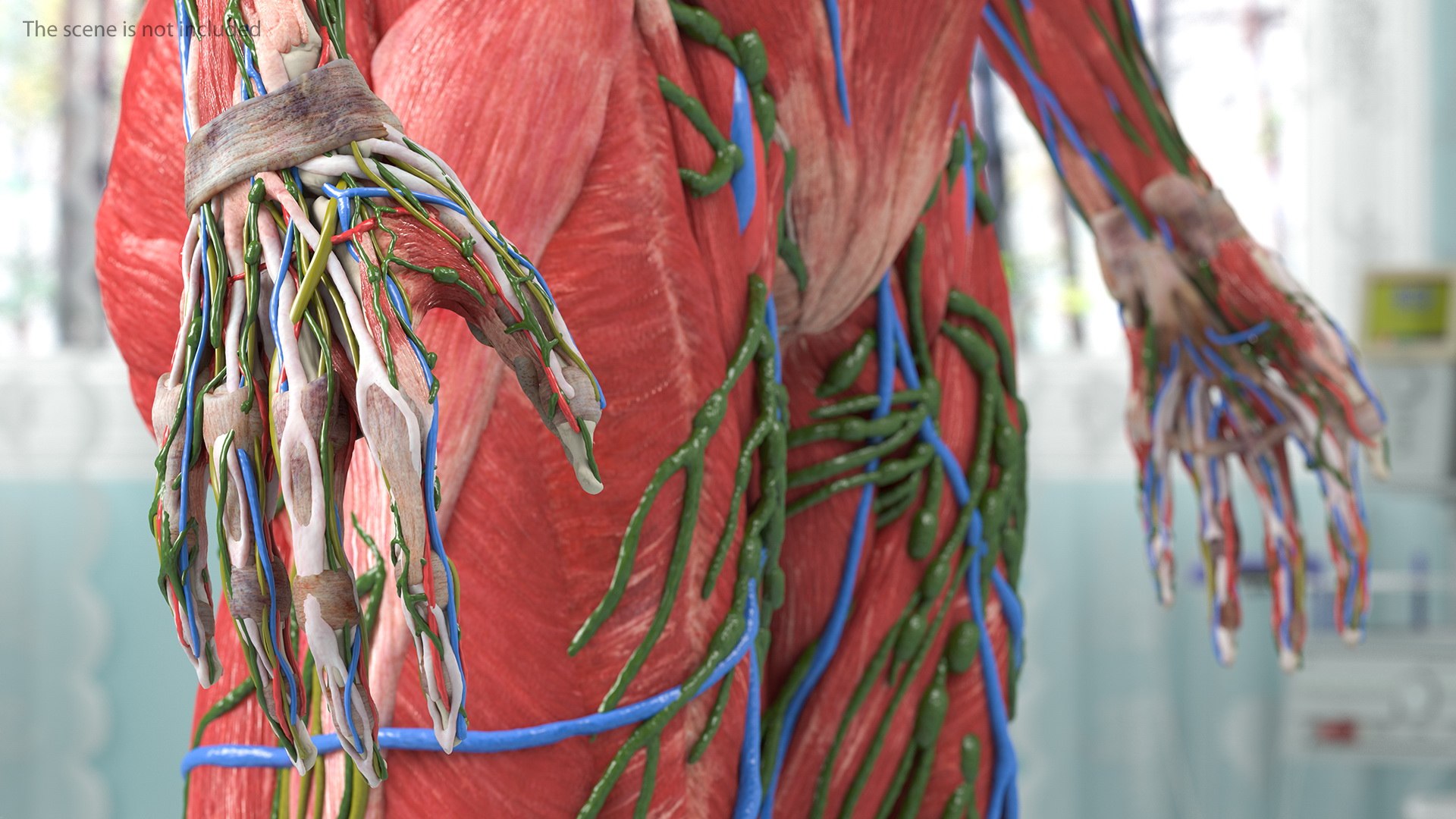 complete female body anatomy skin 3D model https://p.turbosquid.com/ts-thumb/N1/Ou5Ovc/cfKXE0Lx/completefemalebodyanatomy3dsmodel024/jpg/1598300828/1920x1080/fit_q87/e157c2081f88ae69fa0dc96428aa39b920ed950d/completefemalebodyanatomy3dsmodel024.jpg