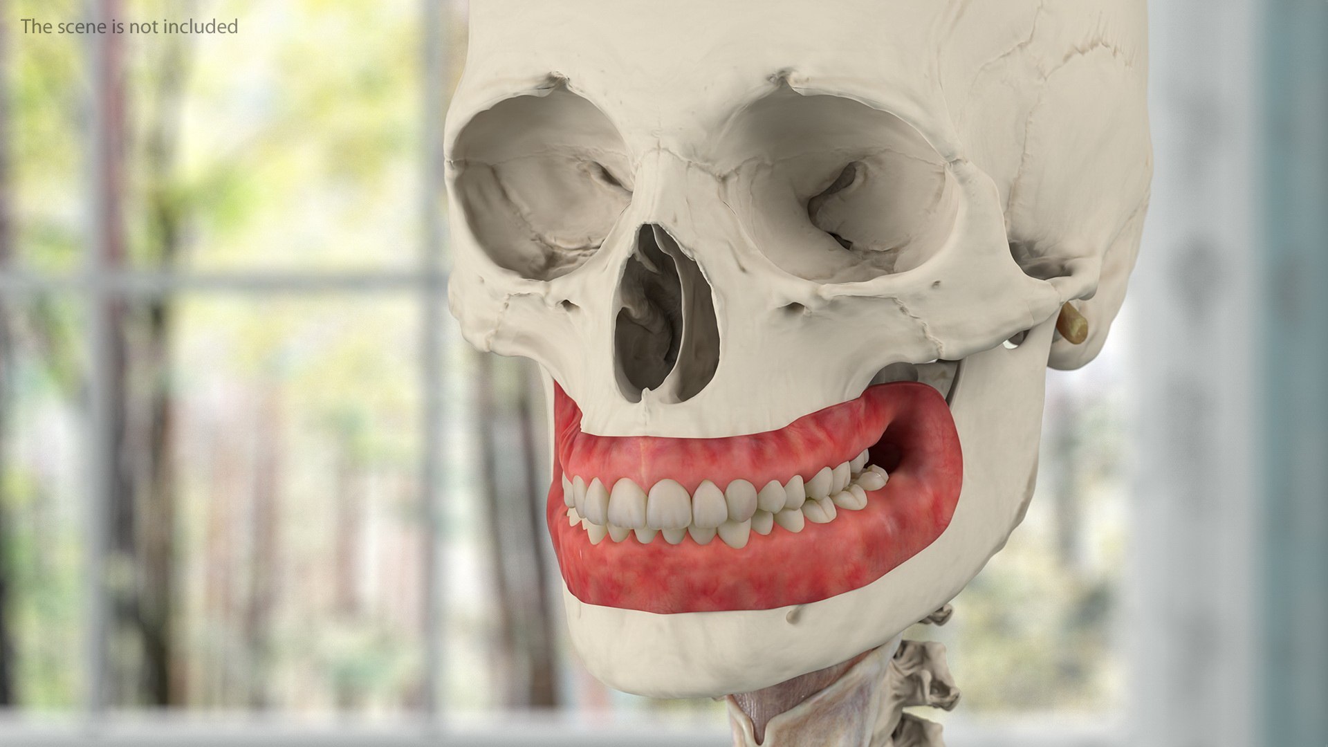 complete female body anatomy skin 3D model https://p.turbosquid.com/ts-thumb/N1/Ou5Ovc/dfJ5MMWQ/completefemalebodyanatomy3dsmodel034/jpg/1598300932/1920x1080/fit_q87/cca9de7632ff64ce07591a5af74bf43a19aa089a/completefemalebodyanatomy3dsmodel034.jpg
