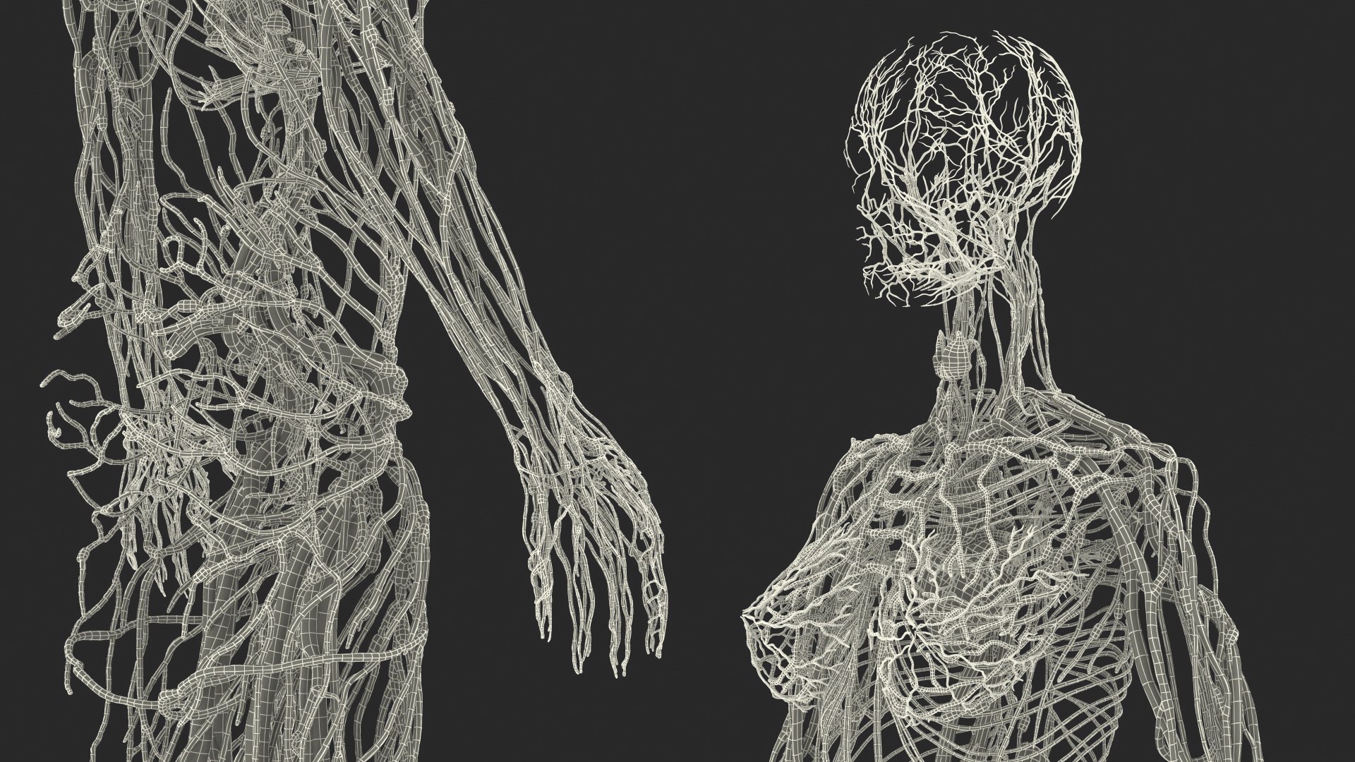 complete female body anatomy skin 3D model https://p.turbosquid.com/ts-thumb/N1/Ou5Ovc/fZEvlVRu/completefemalebodyanatomy3dsmodel077/jpg/1598301242/1920x1080/fit_q87/21e80e00820fd89a1794888d4a31236ad3f26038/completefemalebodyanatomy3dsmodel077.jpg