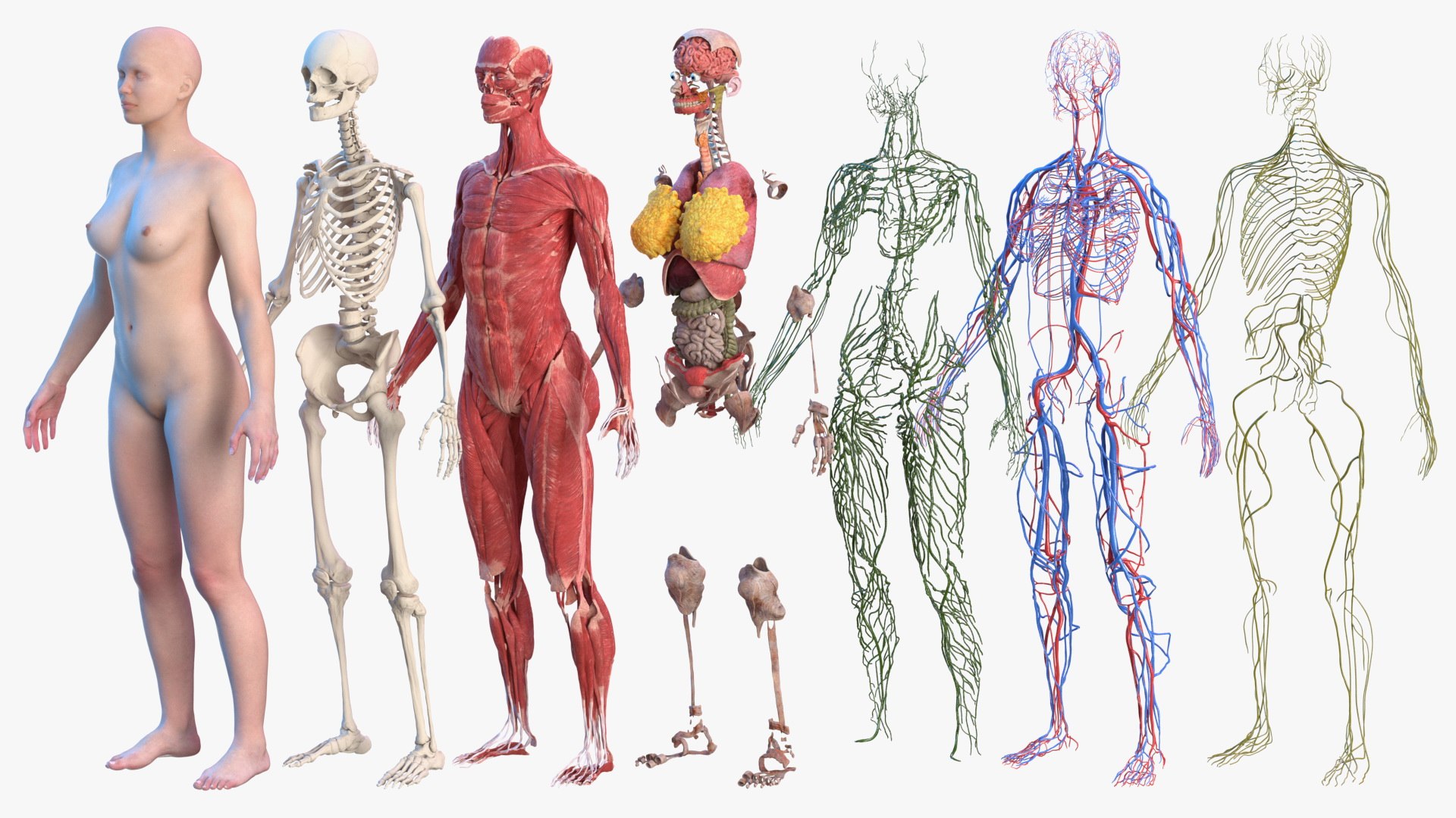 complete female body anatomy skin 3D model https://p.turbosquid.com/ts-thumb/N1/Ou5Ovc/fvgNqSHW/completefemalebodyanatomy3dsmodel003/jpg/1598300607/1920x1080/fit_q87/6e8ff933ec2ca89f4c623bd1fb7a9ce19bdca5b0/completefemalebodyanatomy3dsmodel003.jpg