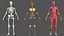 complete female body anatomy skin 3D model