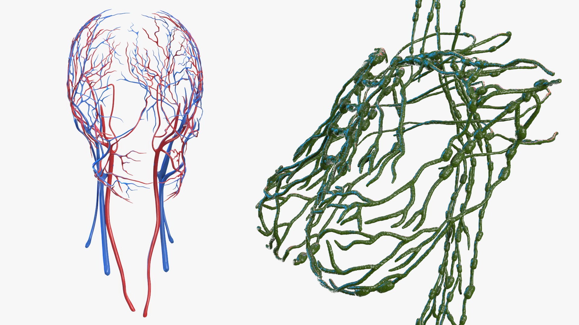 complete female body anatomy skin 3D model https://p.turbosquid.com/ts-thumb/N1/Ou5Ovc/hE8praeC/completefemalebodyanatomy3dsmodel048/jpg/1598301080/1920x1080/fit_q87/f23d2e4678f82010f0487626582bd0c77509dfd6/completefemalebodyanatomy3dsmodel048.jpg