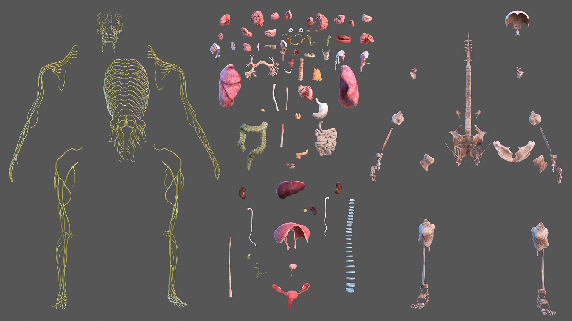 complete female body anatomy skin 3D model https://p.turbosquid.com/ts-thumb/N1/Ou5Ovc/ikq1GqlH/completefemalebodyanatomy3dsmodel006/jpg/1598300638/1920x1080/fit_q87/b0d910f2883f097d5f3fd4eae2ada94ad276b482/completefemalebodyanatomy3dsmodel006.jpg