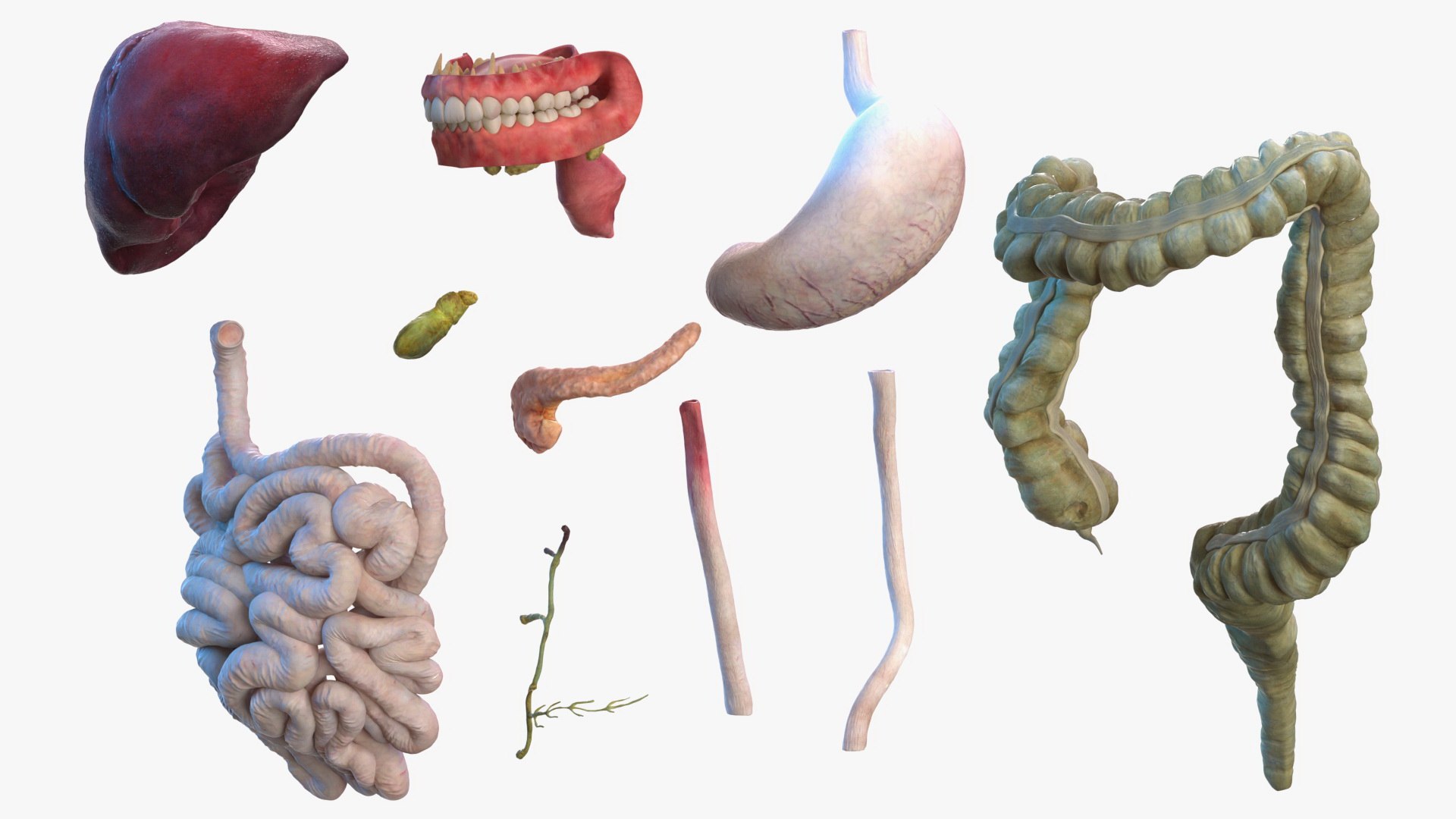 complete female body anatomy skin 3D model https://p.turbosquid.com/ts-thumb/N1/Ou5Ovc/jiEieGqI/completefemalebodyanatomy3dsmodel033/jpg/1598300921/1920x1080/fit_q87/91dcf46e8eb4b1d9fee9f3b1fd95e163abd06936/completefemalebodyanatomy3dsmodel033.jpg