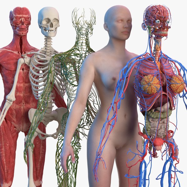 Complete female body anatomy skin 3D model - TurboSquid 1611038